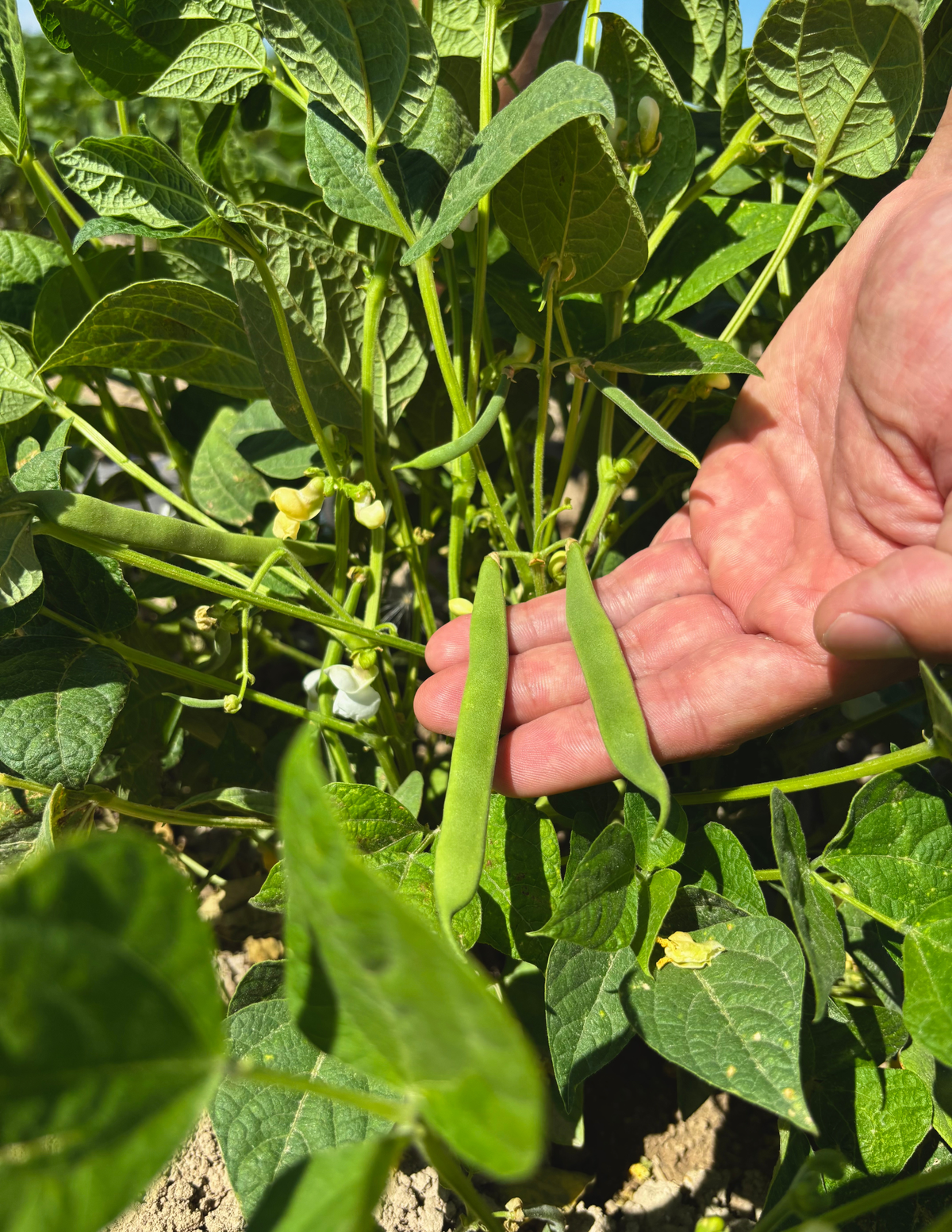 Bare Beans Best Sellers