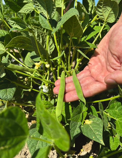 Bare Beans Best Sellers